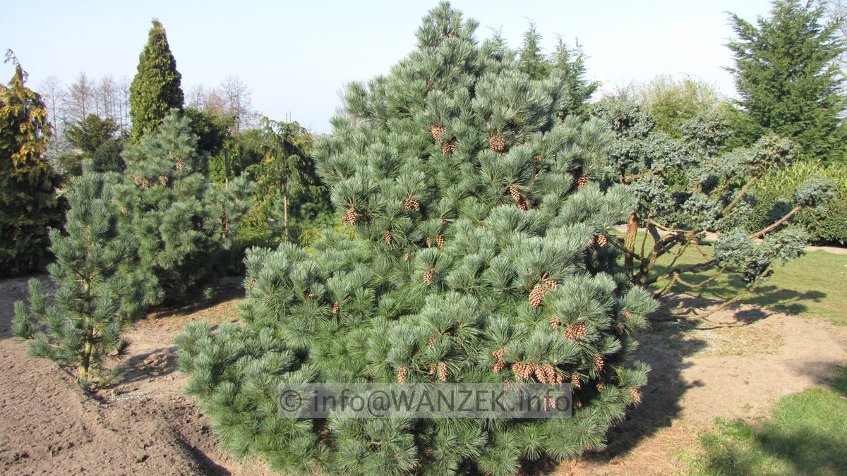 Pinus strobus Radiata 2,5m Sol 01.JPG